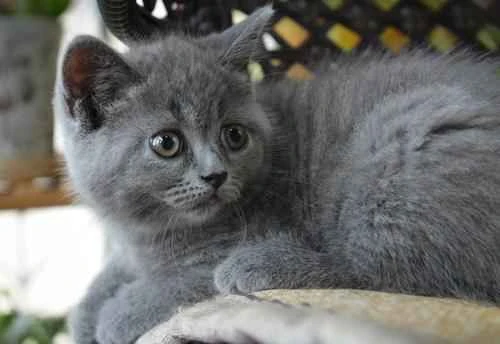 What should a kitten eat to produce more milk?