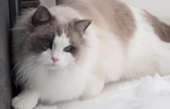 Symptoms and solutions for feline depression