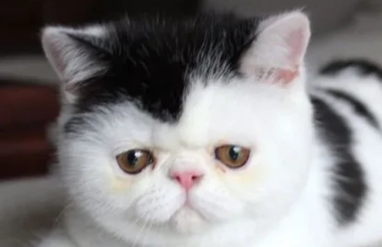 What are the benefits of feeding cats wet food? Do you know the advantages of wet food?