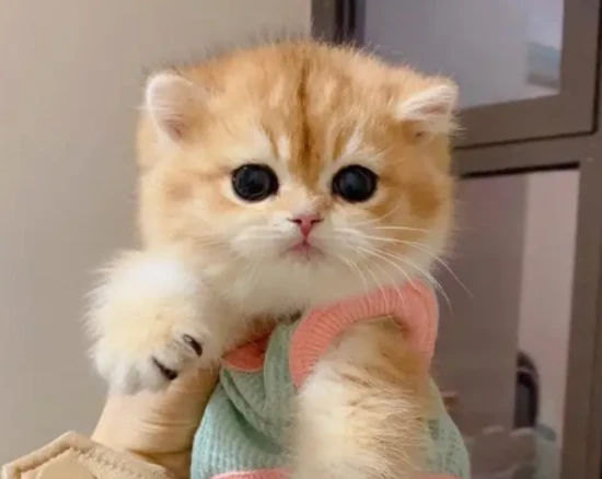 How to completely get rid of fleas on a cat