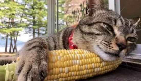 Can cats digest corn?