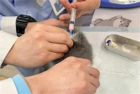 How much does a single dose of feline triple vaccine cost?