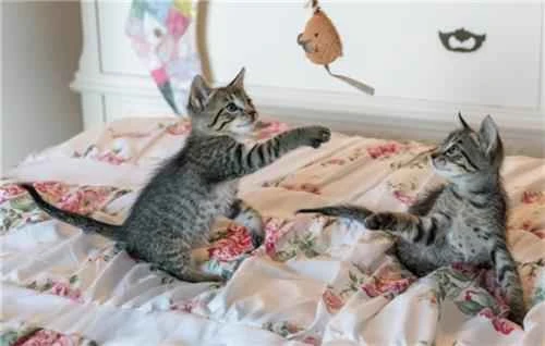 Should I look for my lost cat during the day or at night?