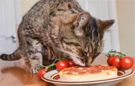 Can cats eat tomatoes?