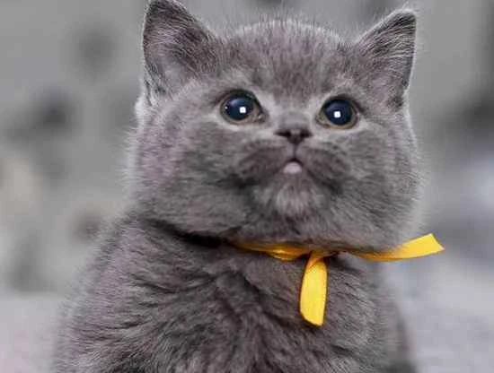 What vaccines does a kitten need? Can I administer them myself?