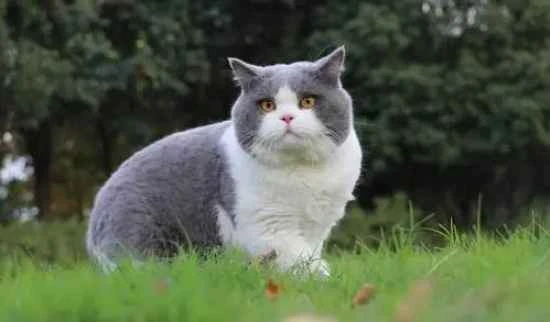 Are British Shorthair Blue cats afraid of the cold in winter?