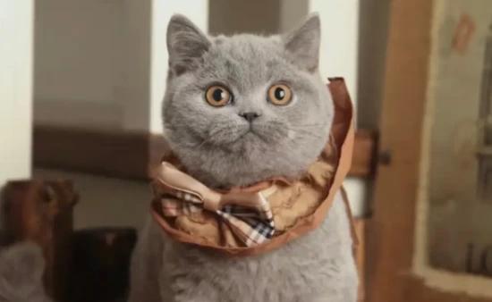 What breed of cat has golden eyes?