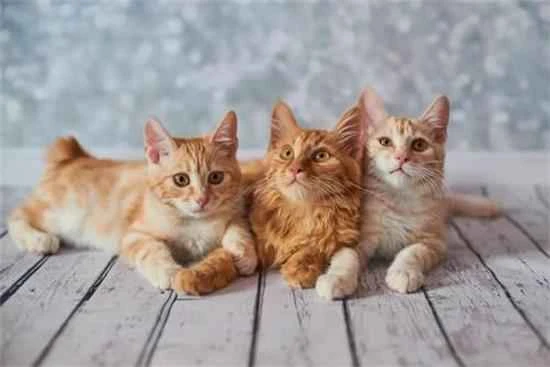 What should you be aware of when adopting a cat?