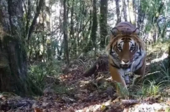 All 12 breeds of cats in China are here!