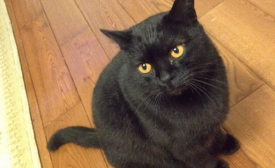 What is the personality of a Bombay cat?