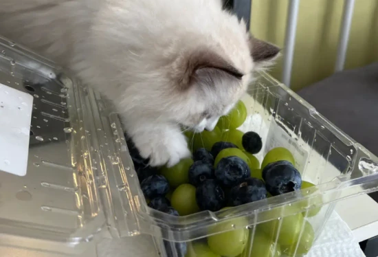 Can cats eat blueberries?