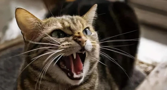 What causes a cat to meow loudly?