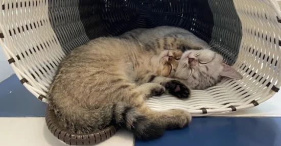 Why do cats fart so badly?