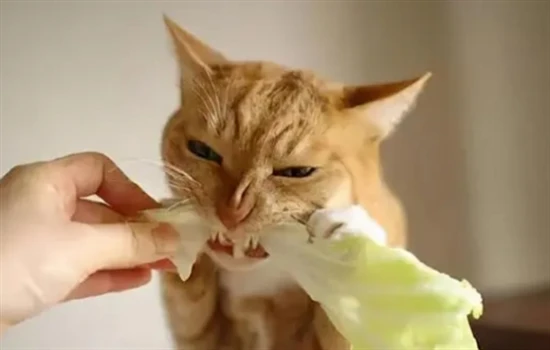 What can I feed a cat to reduce internal heat?