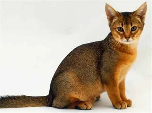 How many kilograms is considered obese in cats?