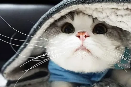 What causes a cat to cry?