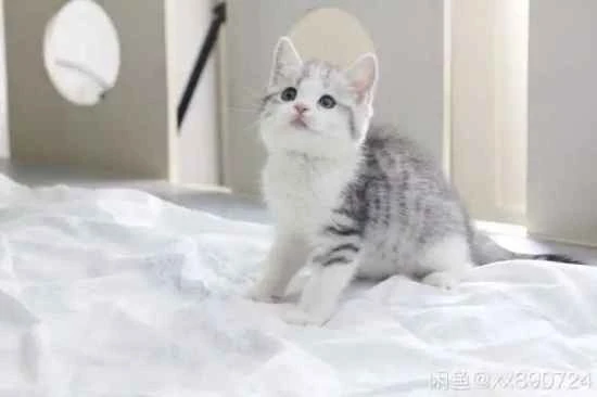 Do cats paw at the ground before drinking water?