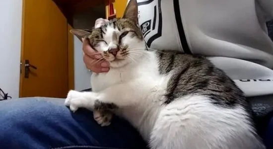 How much do cats love their owners?