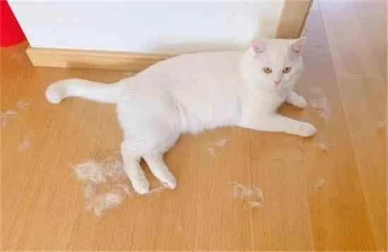 How to deal with cat hair falling everywhere in the house?