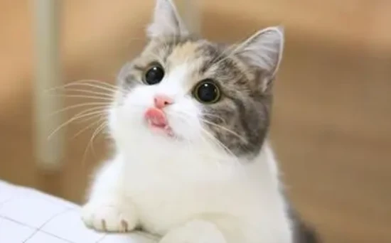 In what ways do cats exhibit eccentric personalities?