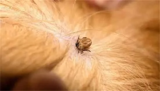 What to do if cat fleas get on a person?