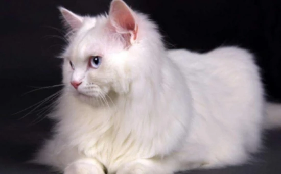 How long do Turkish Angora cats typically live?