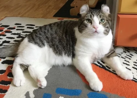 What should you coat electrical wires with to prevent cats from biting them? Would your cat still dare to bite electrical wires randomly?