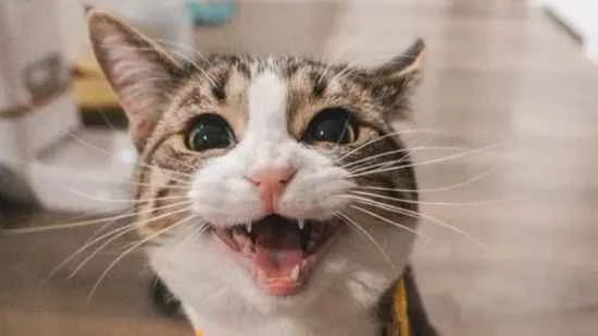 Why do cats lose their appetite? Do you know what causes cats to lose their appetite?