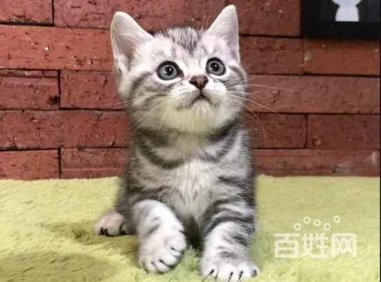 What is the lifespan of a cat?