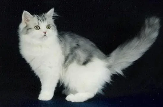 What is the personality of a Ragdoll cat?