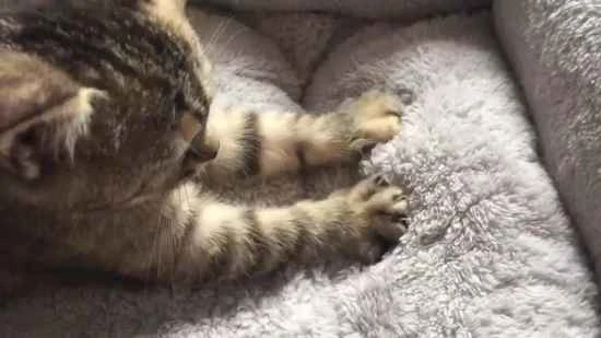 How to deal with static electricity in cats and enjoy petting them in winter?