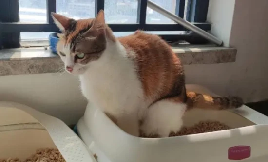 What to do if your cat hasn't pooped for two days?