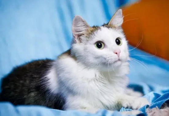 Do cats give birth to kittens outside the home?