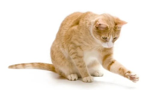 家有萌宠 | 养猫家庭如何驱蚊？