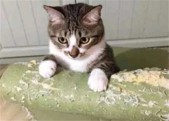 Seven common problems after getting a cat – see how many you've experienced!