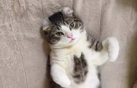 Why is my cat always listless?