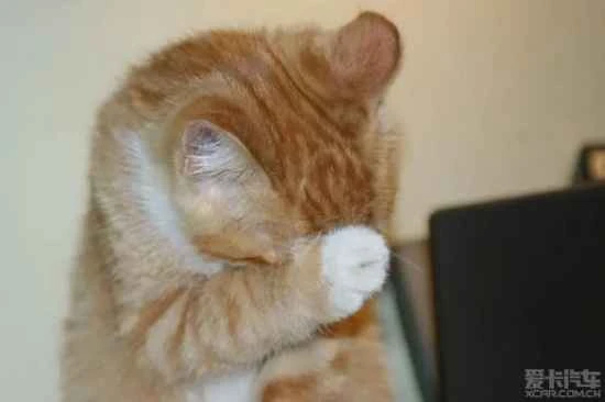 When should cats be treated for external parasites?