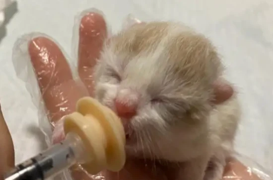 A 10-day-old kitten suddenly stopped nursing.