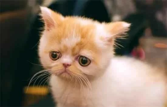 Why do cats become depressed? What are the causes of feline depression?