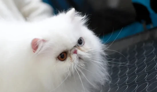 A comprehensive list of cats that shed the most fur!