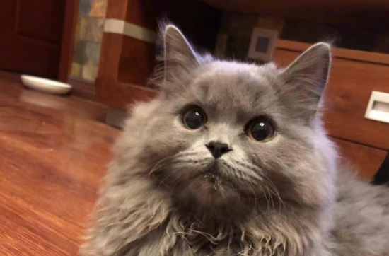 What should I do if I'm allergic to cats but still want to keep one?