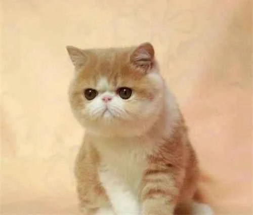 Can kittens drink milk?