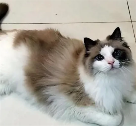 What are some common misconceptions about feeding cats?