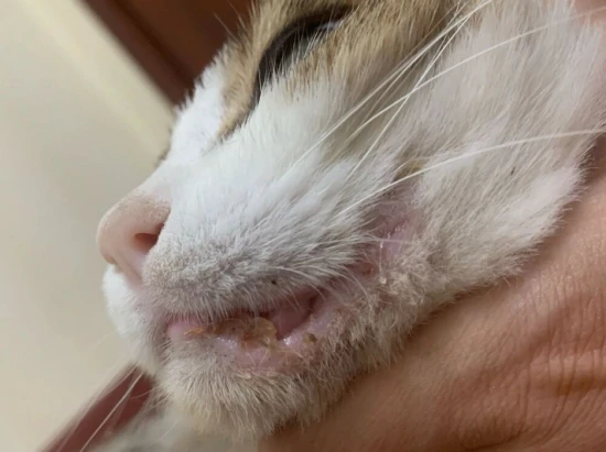 What medicine should I use for a cat's mouth sores?