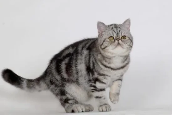 Are cats nearsighted?