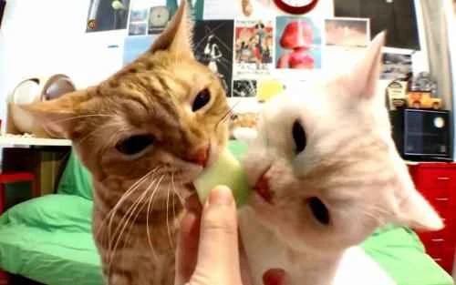 How long is the stress period for cats when their environment is changed?