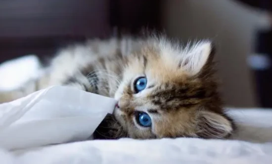 These are the 6 most expensive cat breeds, and only the truly wealthy can afford to keep them.