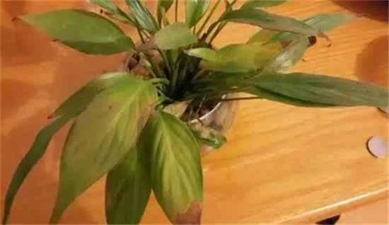 Will cats get poisoned if they eat peace lily leaves?