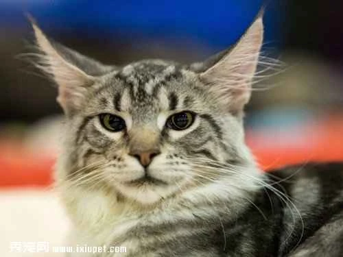 How to correct abnormal eating habits in cats