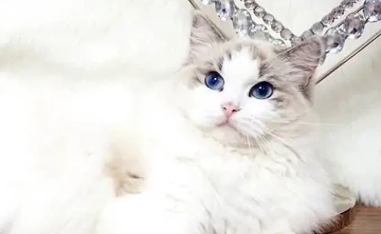 How do you determine a kitten's age?